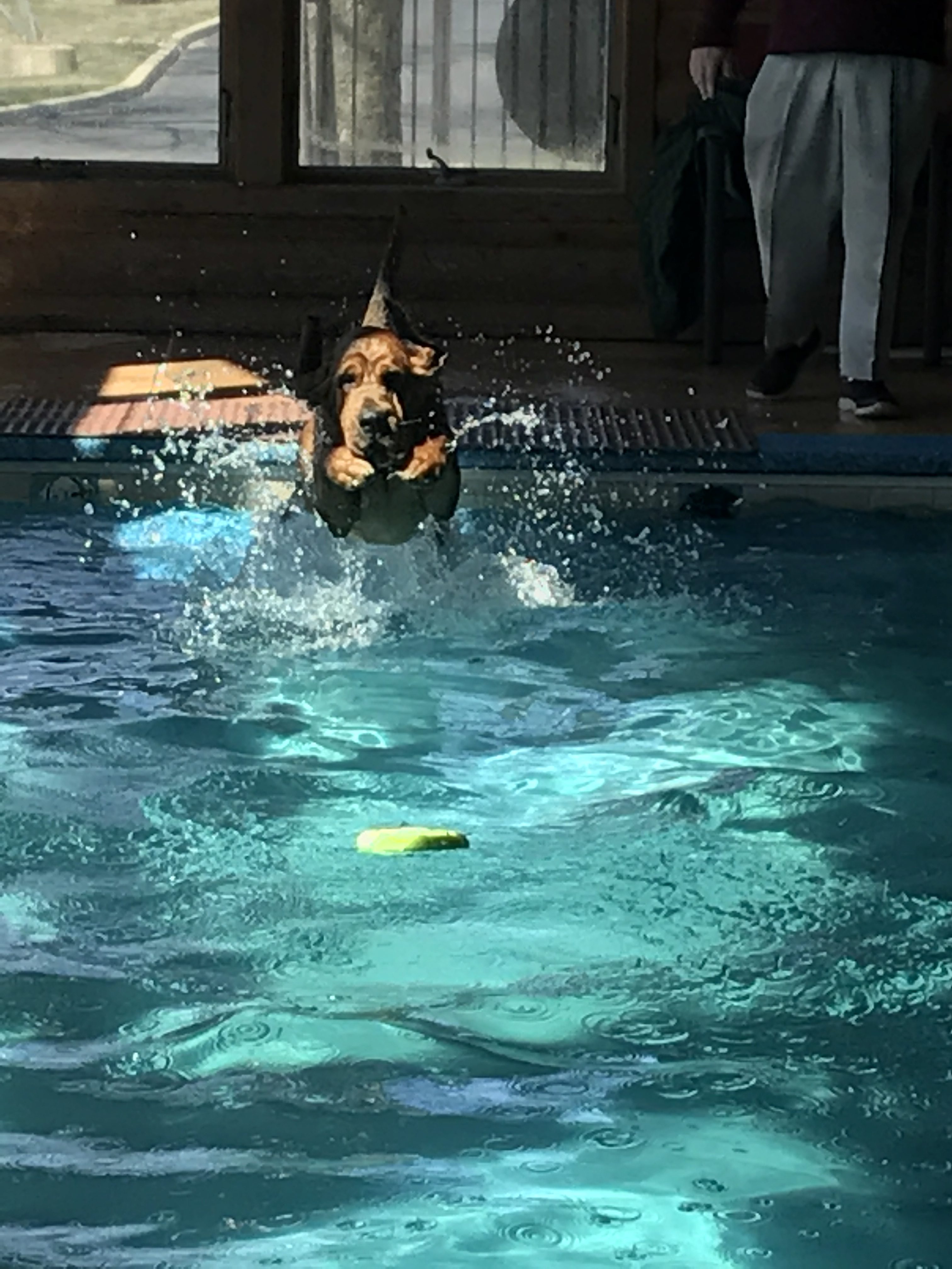 canine aqua splash